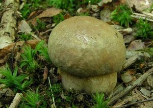 Klikni pro velký obrázek