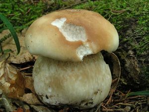 Hřib smrkový - Boletus edulis Bull. 1782