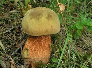 Klikni pro velký obrázek