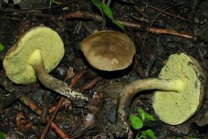 Klikni pro velký obrázek