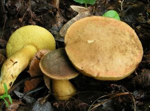 Klikni pro velký obrázek