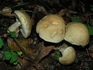 Klikni pro velký obrázek