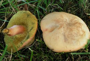 Klikni pro velký obrázek