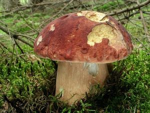 Klikni pro velký obrázek