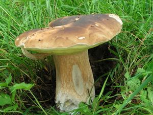 Hřib smrkový - Boletus edulis Bull. 1782