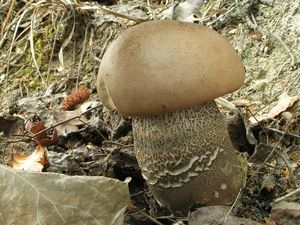 Klikni pro velký obrázek