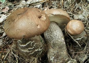 Klikni pro velký obrázek