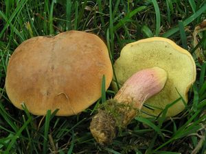 Klikni pro velký obrázek