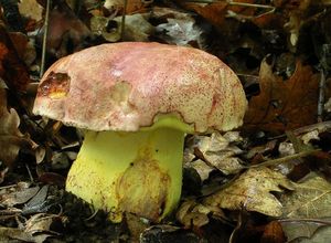 Klikni pro velký obrázek