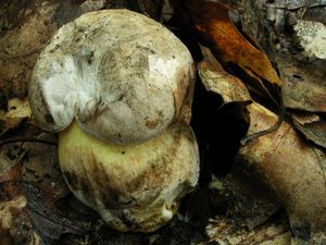 Klikni pro velký obrázek