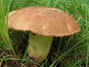 Klikni pro velký obrázek