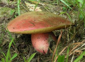 Klikni pro velký obrázek