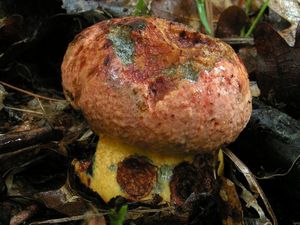 Klikni pro velký obrázek