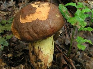 Klikni pro velký obrázek