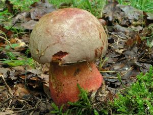 Klikni pro velký obrázek