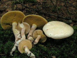 Klikni pro velký obrázek