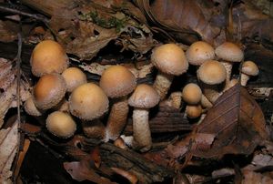 Opeňka měnlivá - Kuehneromyces mutabilis (Schaeff.) Singer & A.H. Sm. 1946