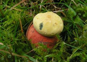 Klikni pro velký obrázek