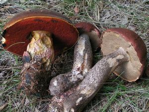 Klikni pro velký obrázek