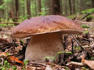 Hřib smrkový - Boletus edulis Bull. 1782