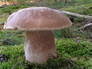 Hřib smrkový - Boletus edulis Bull. 1782