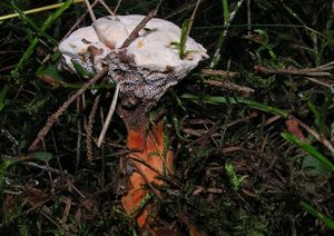 Lošákovec oranžový - Hydnellum aurantiacum (Batsch.) P. Karst.