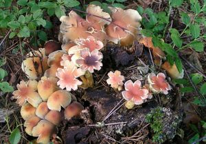 Klikni pro velký obrázek