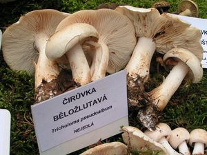 Klikni pro velký obrázek