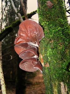 Klikni pro velký obrázek