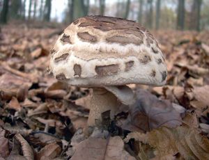 Klikni pro velký obrázek