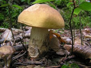 Klikni pro velký obrázek