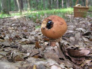 Klikni pro velký obrázek