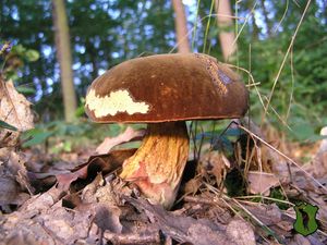 Klikni pro velký obrázek