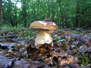 Klikni pro velký obrázek