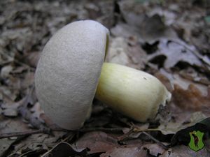 Klikni pro velký obrázek