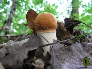 Klikni pro velký obrázek