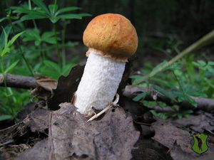 Klikni pro velký obrázek