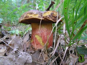 Klikni pro velký obrázek