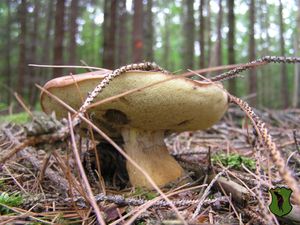 Klikni pro velký obrázek