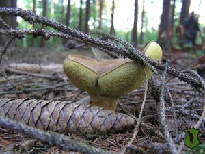 Klikni pro velký obrázek