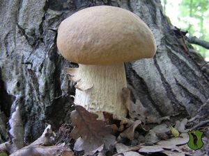 Klikni pro velký obrázek