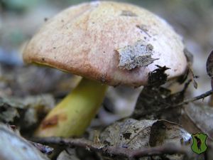 Klikni pro velký obrázek