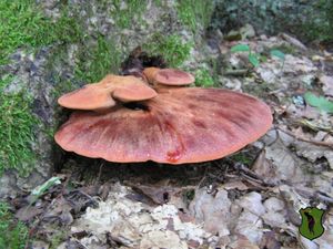 Klikni pro velký obrázek