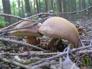 Klikni pro velký obrázek