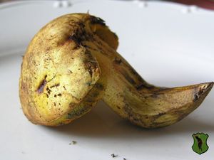 Klikni pro velký obrázek