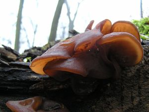 Klikni pro velký obrázek