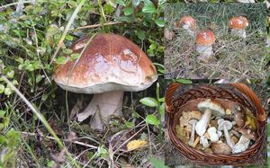 Klikni pro velký obrázek