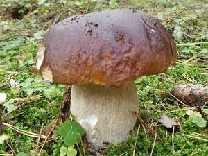 Klikni pro velký obrázek