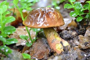 Klikni pro velký obrázek