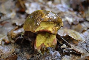 Klikni pro velký obrázek